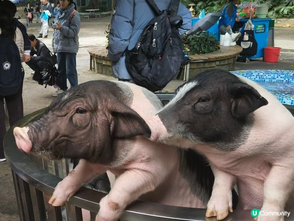深圳野生動物園記：企定定討食的黑熊與淡定水豚