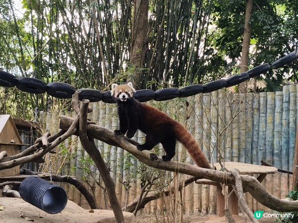深圳野生動物園記：企定定討食的黑熊與淡定水豚