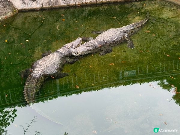 深圳野生動物園記：企定定討食的黑熊與淡定水豚