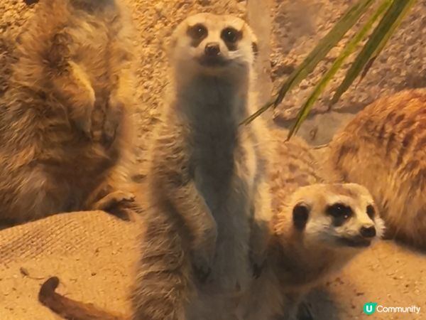 深圳野生動物園記：企定定討食的黑熊與淡定水豚