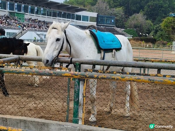 深圳野生動物園記：企定定討食的黑熊與淡定水豚