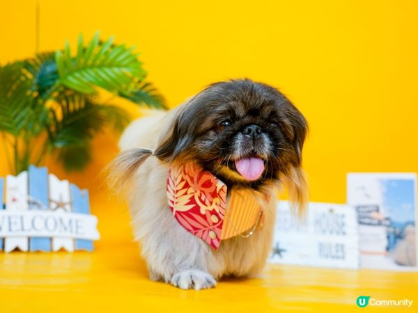 專業Studio寵物攝影