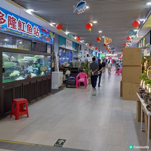 廣洲花鳥蟲魚市場最新消息。前幾個月被火燒掉了主館。現在以重新...