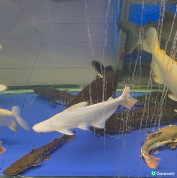 廣洲花鳥蟲魚市場最新消息。前幾個月被火燒掉了主館。現在以重新...