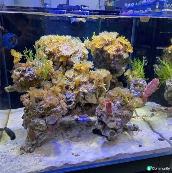 廣洲花鳥蟲魚市場最新消息。前幾個月被火燒掉了主館。現在以重新...