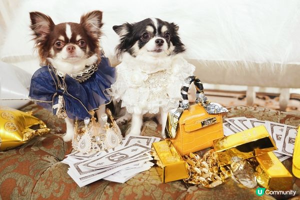 Happy Birthday to Cooper