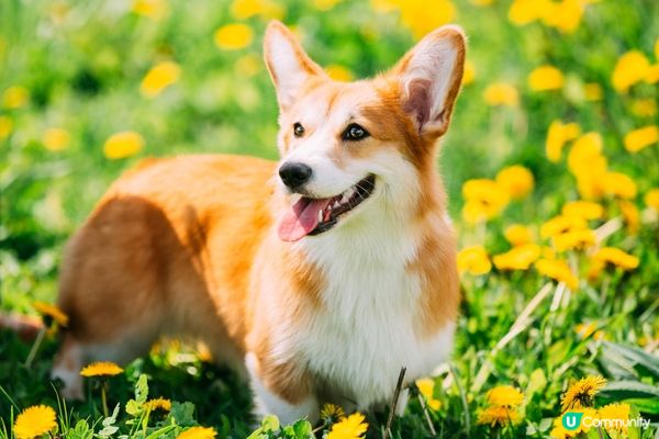 佢識用樹葉玩捉迷藏，超級聰明！#主子SPATime