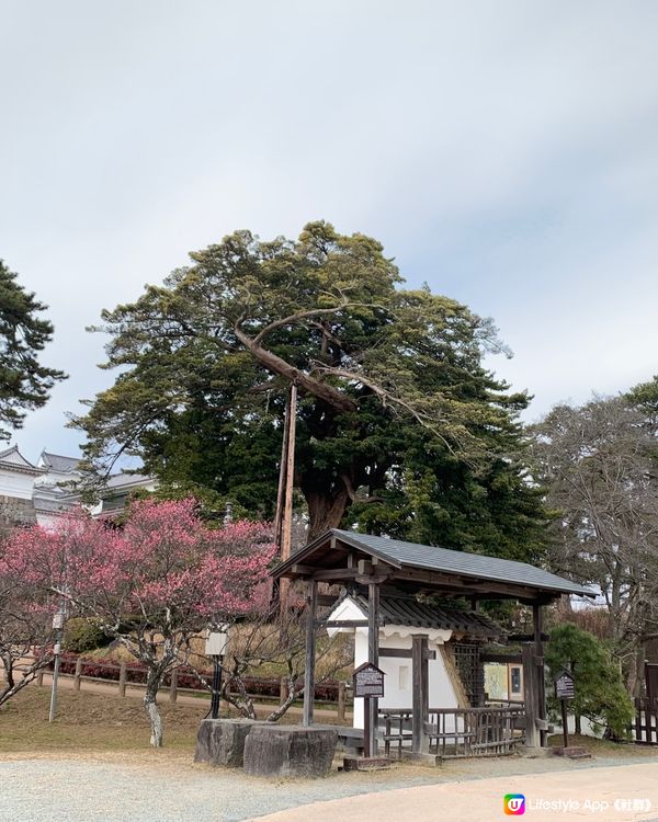 日本戰國不落之城！歷史迷朝聖必到! 小田原城