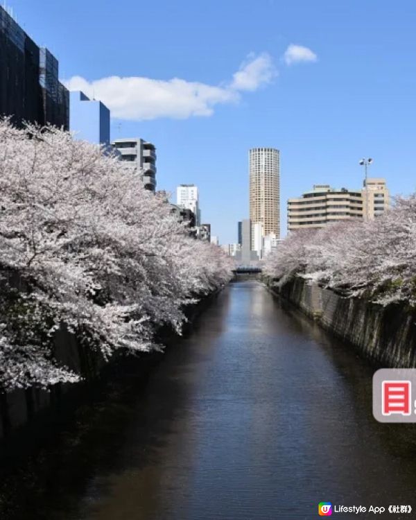 最新櫻花開花預測地圖！三大賞花景點推介-東京篇！你去過未？