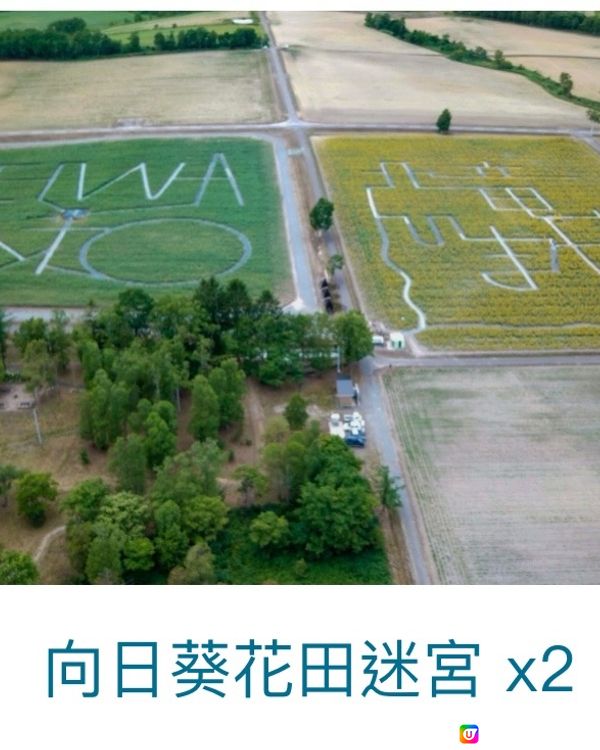 北海道向日葵祭🌻在花海中心呼喚愛😆