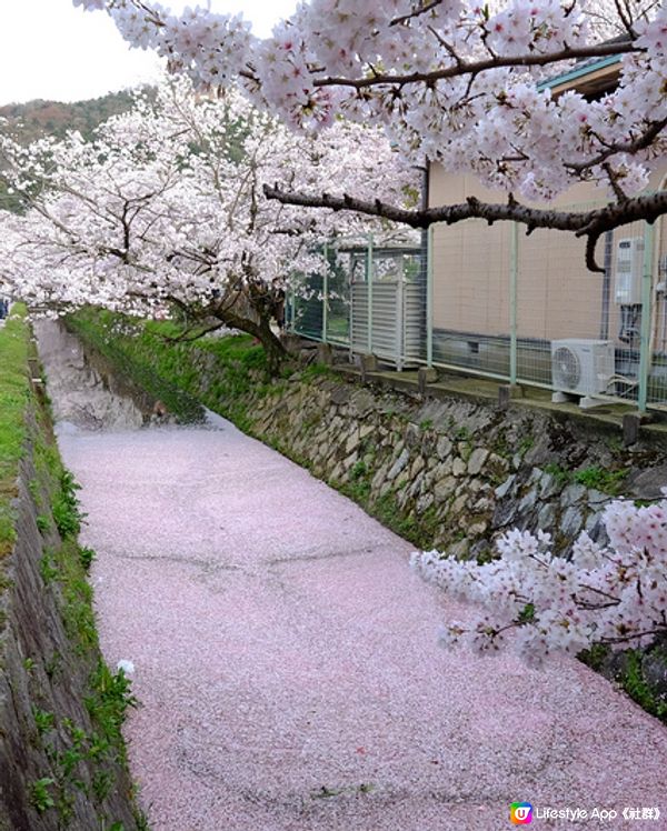 京都 哲學之道