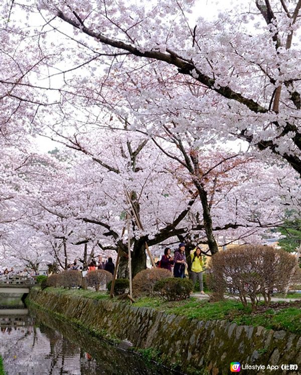 京都 哲學之道