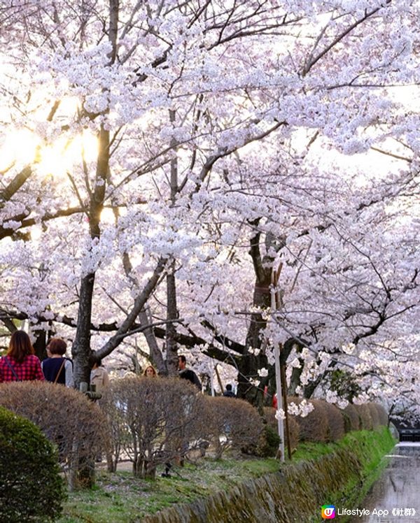 京都 哲學之道