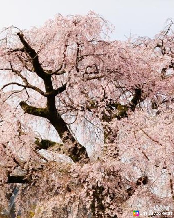 復活節旅行・祇園之桜