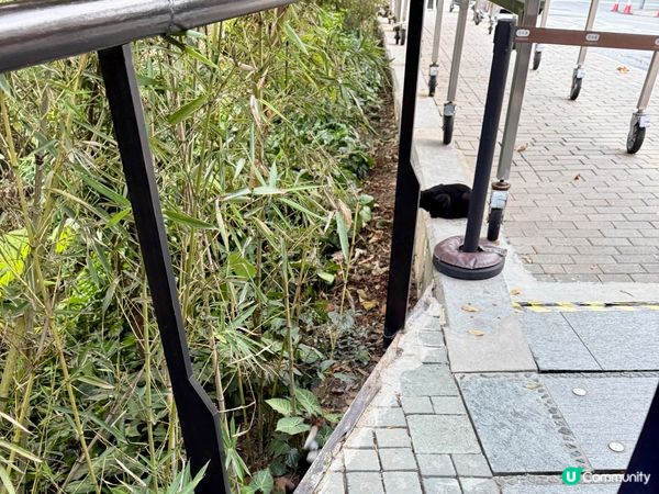 🐈‍⬛慈山寺門外的黑貓🐈‍⬛