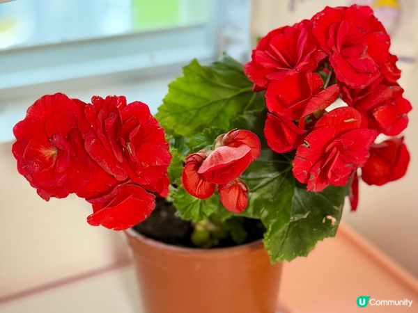 🌺🌺《玫瑰海棠》🌺🌺