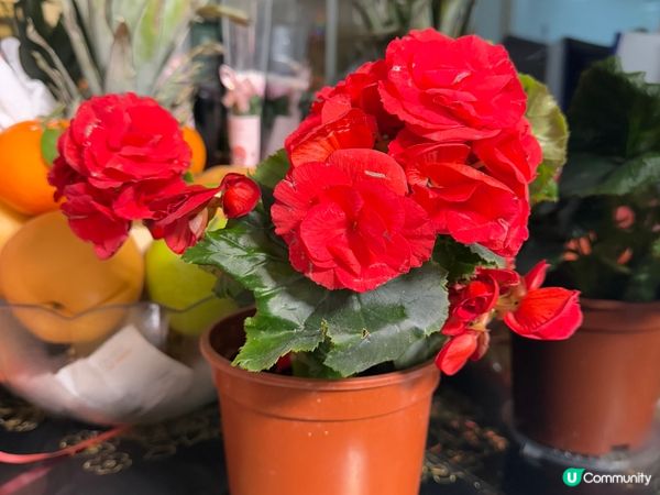 🌺🌺《玫瑰海棠》🌺🌺