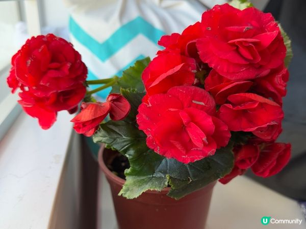 🌺🌺《玫瑰海棠》🌺🌺