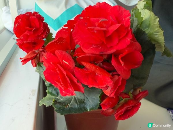 🌺🌺《玫瑰海棠》🌺🌺