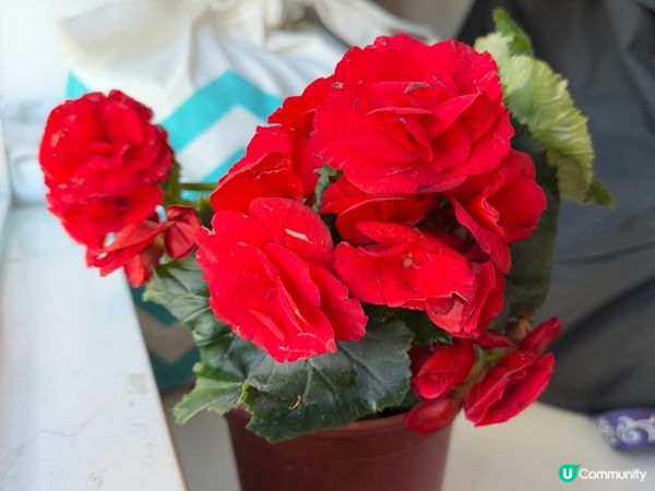 🌺🌺《玫瑰海棠》🌺🌺