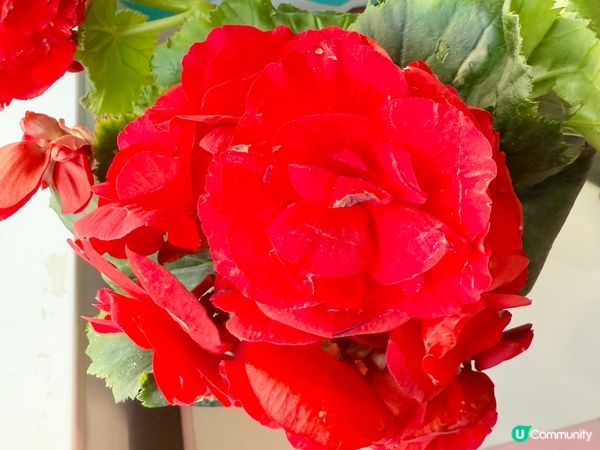 🌺🌺《玫瑰海棠》🌺🌺