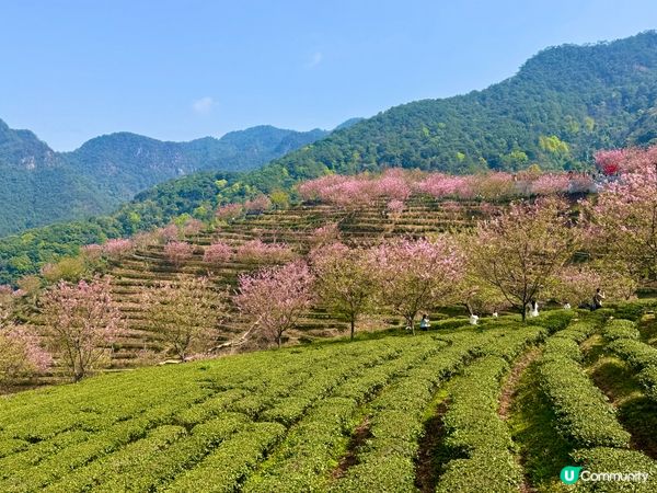 梅州🌸客家文化之旅，茶田櫻花美景！
