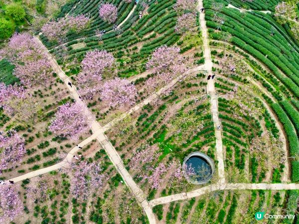 梅州🌸客家文化之旅，茶田櫻花美景！
