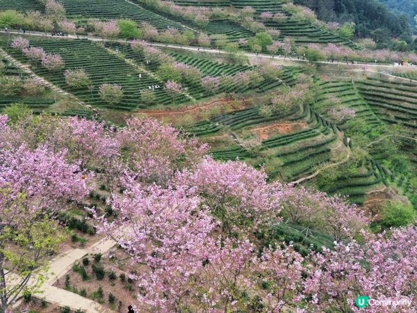 梅州🌸客家文化之旅，茶田櫻花美景！
