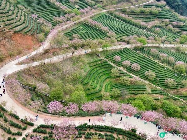 梅州🌸客家文化之旅，茶田櫻花美景！