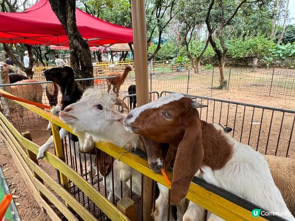 深圳光明區吃吃吃