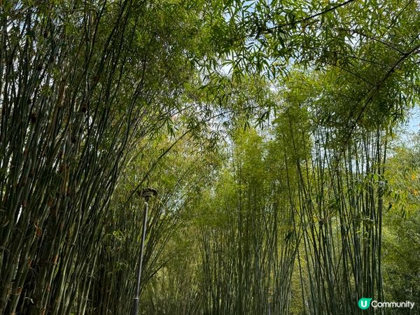 走進深圳仙湖植物園