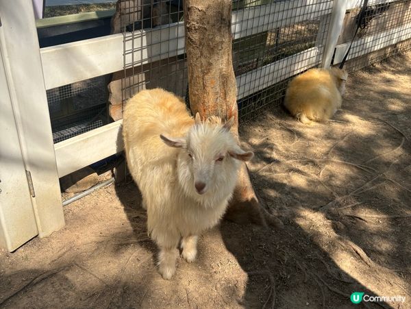 深圳Glamping兩日一夜