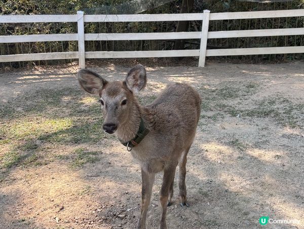 深圳Glamping兩日一夜