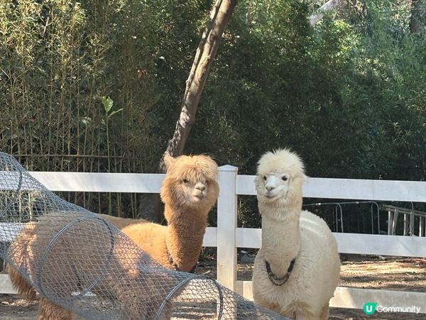 深圳Glamping兩日一夜