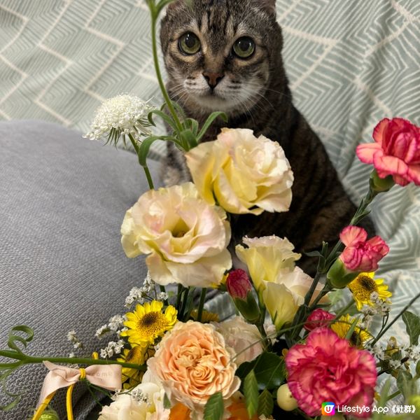 可愛花貓與花花合照🌷