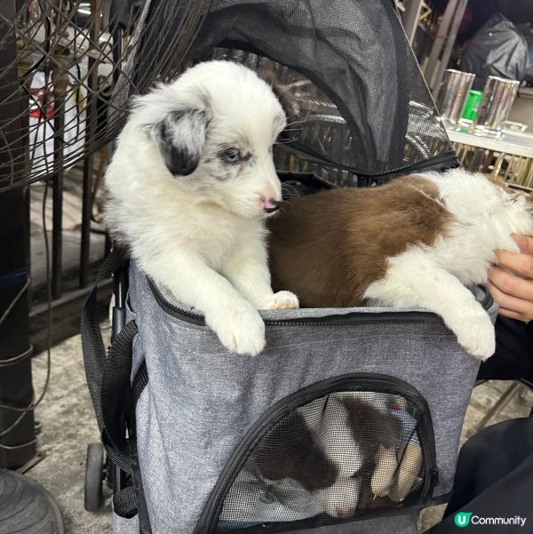 藍眼睛的小狗！