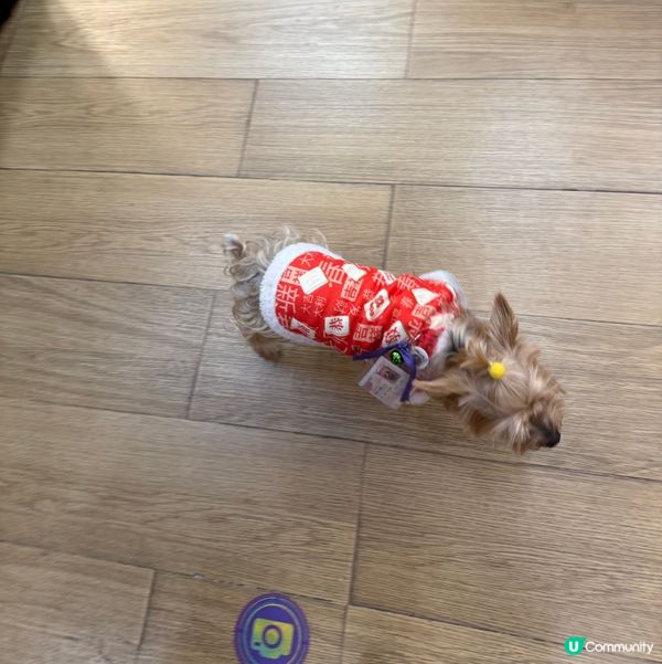油麻地中南嘅副店長😆🐕
