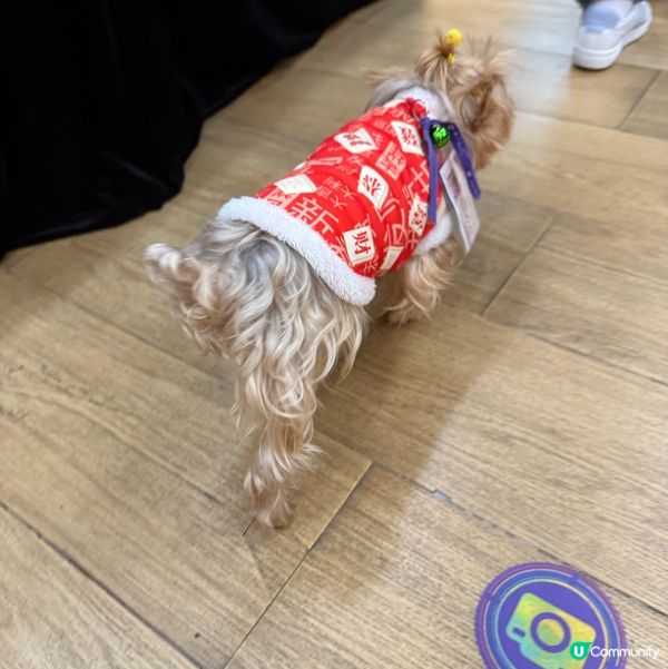 油麻地中南嘅副店長😆🐕