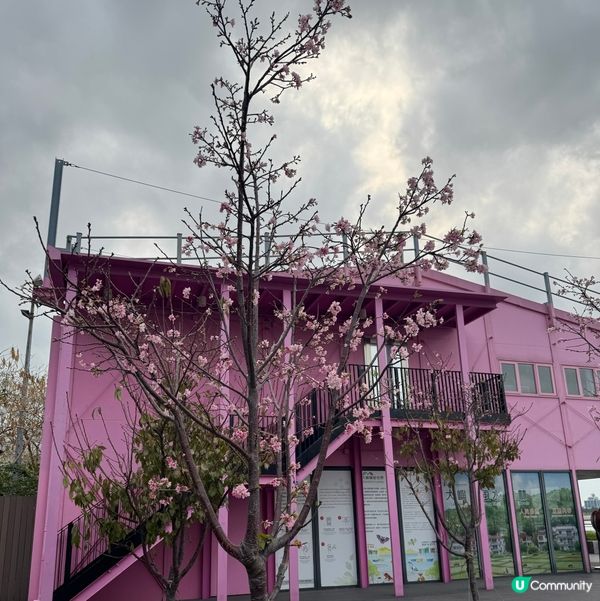 香港都有得睇櫻花？🌸抓緊賞花的尾巴😗