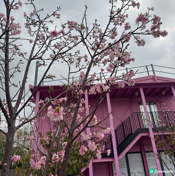 香港都有得睇櫻花？🌸抓緊賞花的尾巴😗