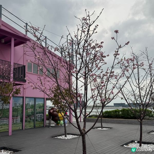 香港都有得睇櫻花？🌸抓緊賞花的尾巴😗