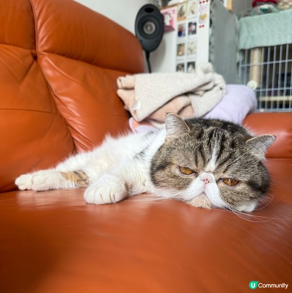 今天又37度,我溶緊喇🥵🌞Another 37°C day,...