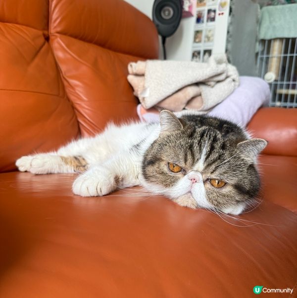 今天又37度,我溶緊喇🥵🌞Another 37°C day,...