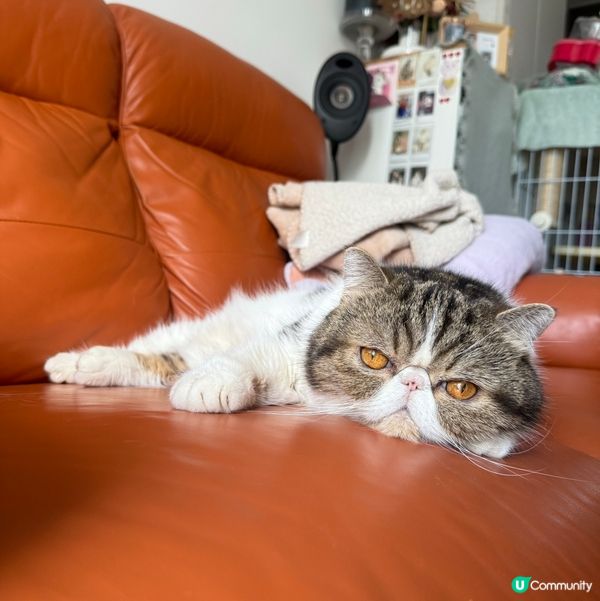 今天又37度,我溶緊喇🥵🌞Another 37°C day,...