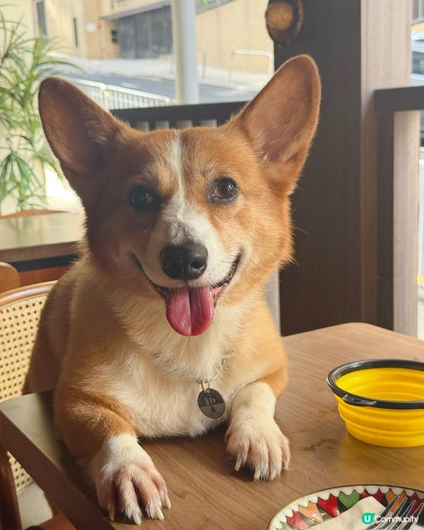 週末帶薑餅去邊？🇲🇽🌮