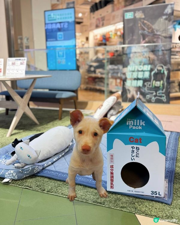 搬屋換傢俬必睇！🤩高CP值好物推介！