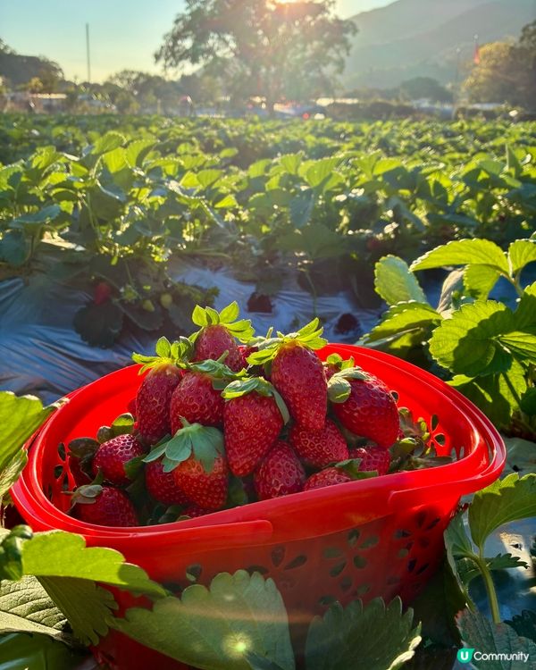 隱世農莊🍓實現士多啤梨自由