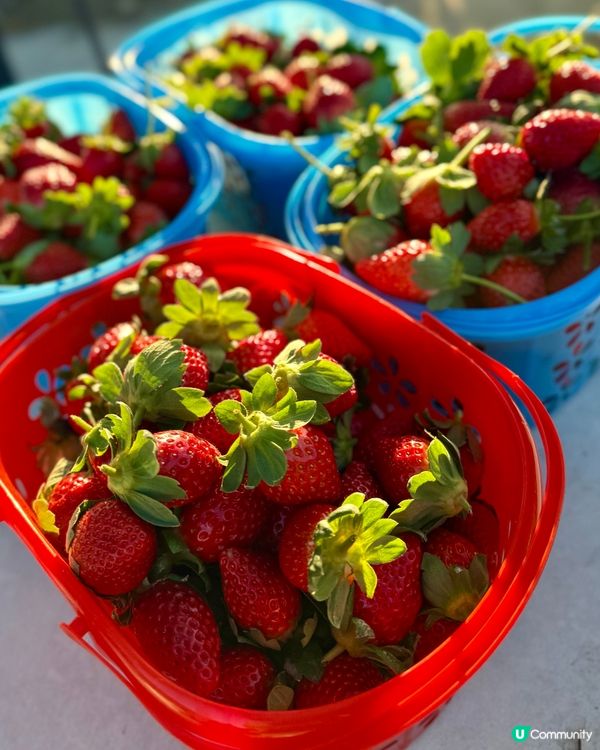 隱世農莊🍓實現士多啤梨自由