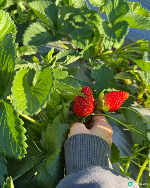 隱世農莊🍓實現士多啤梨自由