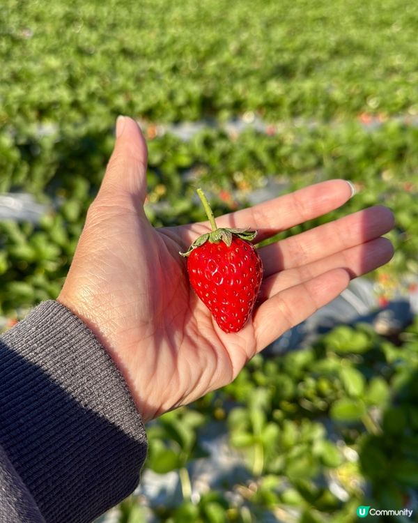 隱世農莊🍓實現士多啤梨自由